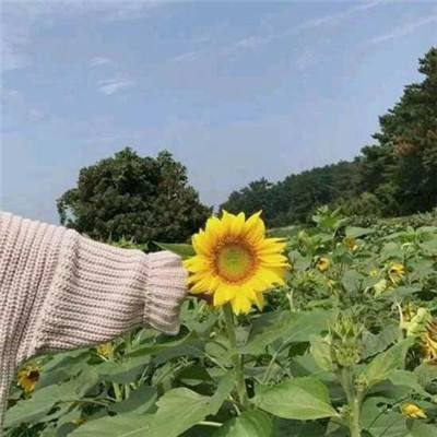 雅典娜传奇游戏下载